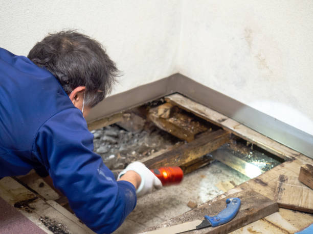 Best Professional Mold Removal  in Bethel Acres, OK