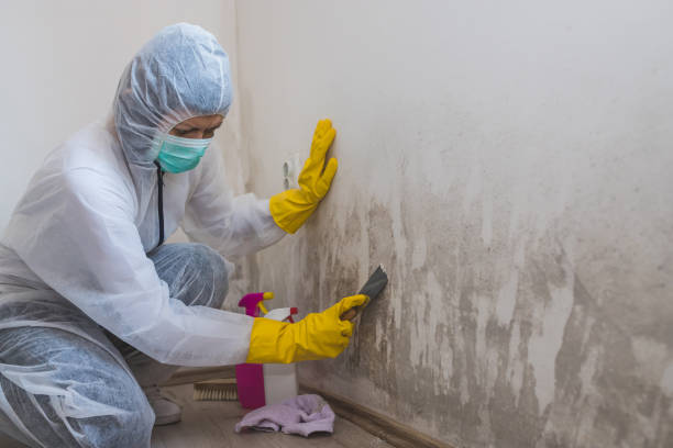 Best Local Mold Removal Service  in Bethel Acres, OK