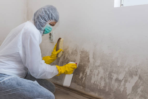 Best Fast Mold Removal  in Bethel Acres, OK