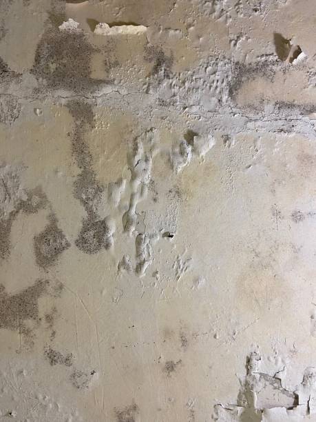 Best Black Mold Removal  in Bethel Acres, OK