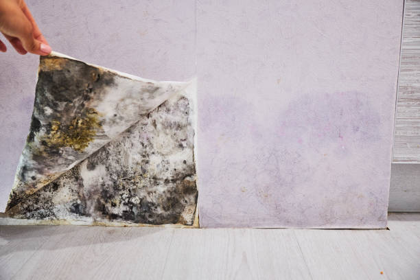 Best Mold Remediation  in Bethel Acres, OK